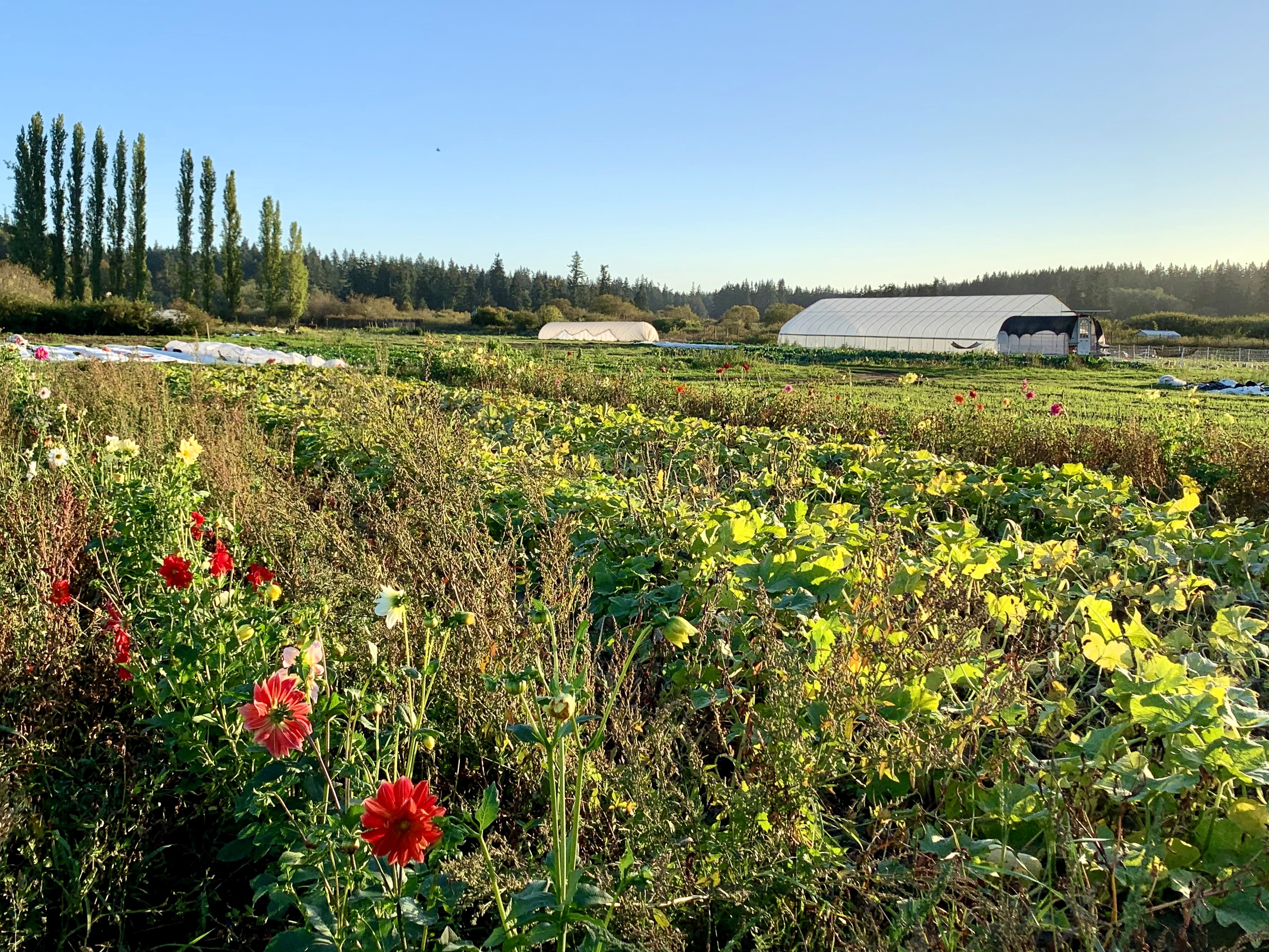 Farm school at sunset